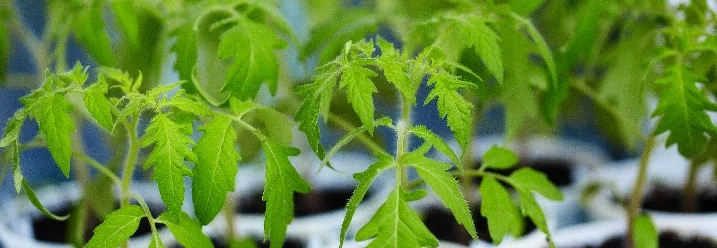 Junge Tomatenpflanzen in Blumentöpfen